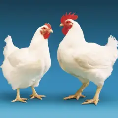 Outras aves