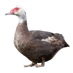 Patos