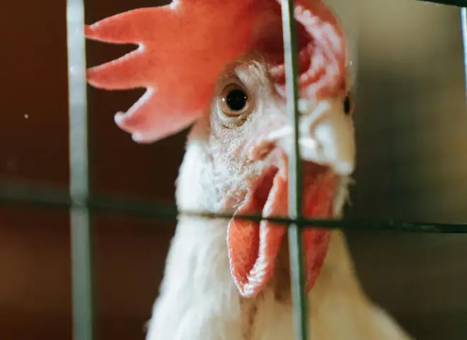 Criação de aves na quinta