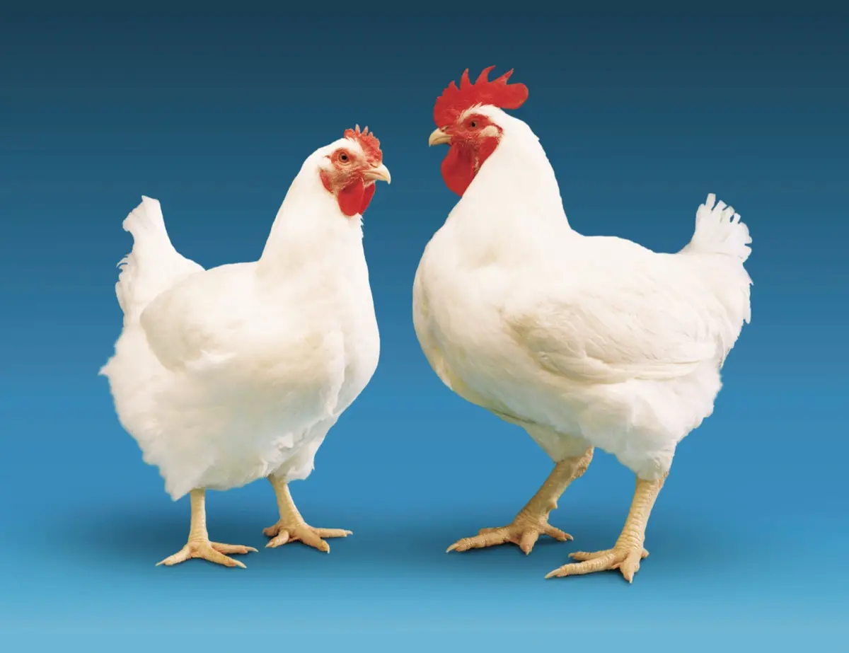 Casal de aves da quinta