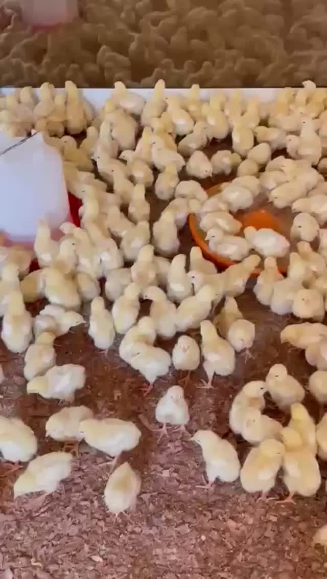 Vídeo: pintinhos recém-chegados à quinta